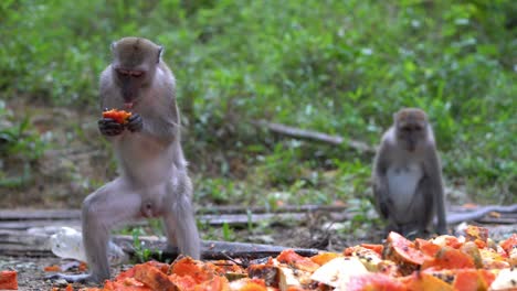 Monkey-stand-up-and-enjoy-papaya-fruit
